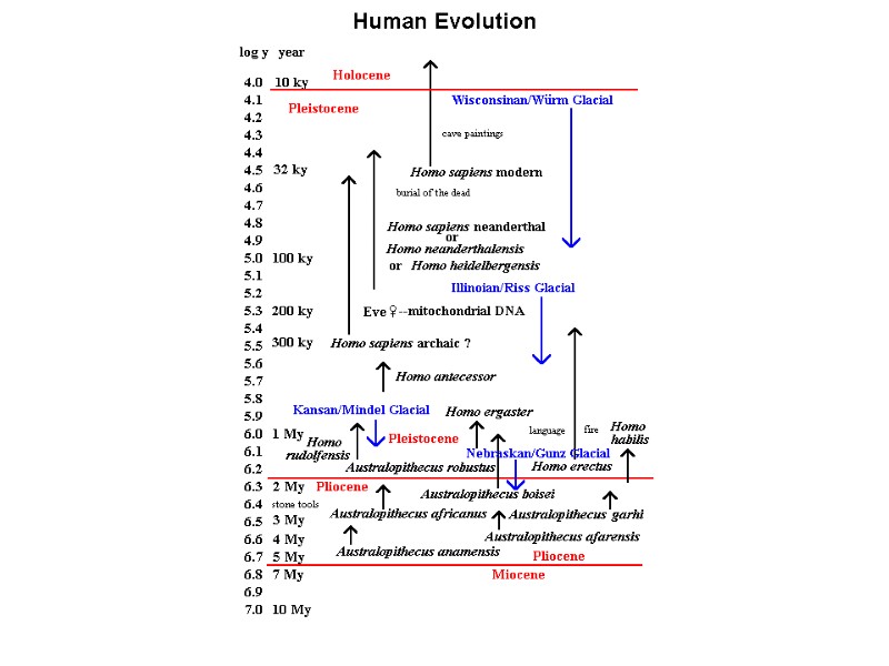 Human Evolution